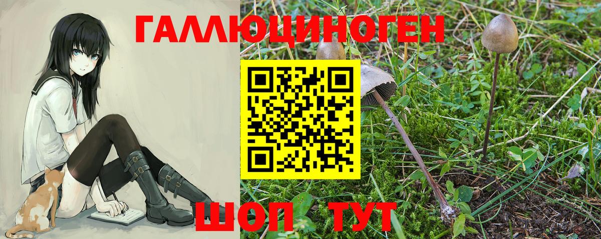 Галлюциногенные грибы Psilocybe Кулебаки